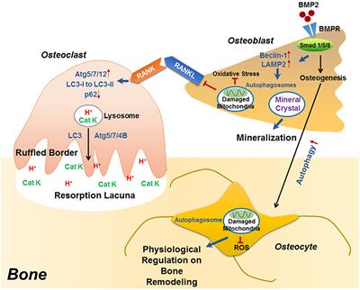 The Autophagy in Osteoimmonology: Self-Eating, Maintenance, and Beyond